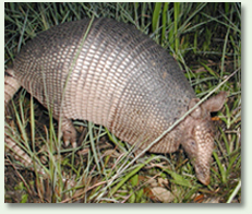 Armadillo removal and trapping