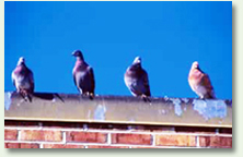 Nuisance Bird and Pigeon removal