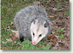 Possum or Opossum wildlife trapping