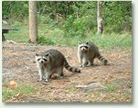 raccoon control and animal trapping from Nuiance Wildlife Relocation