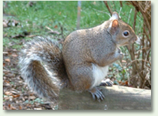 problem squirrel removal from USA Animal Control